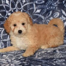 Goldendoodle Puppy Mia