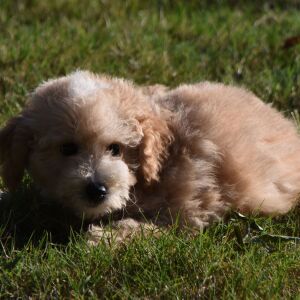 Goldendoodle Puppy Mia