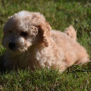 Goldendoodle Puppy Mia