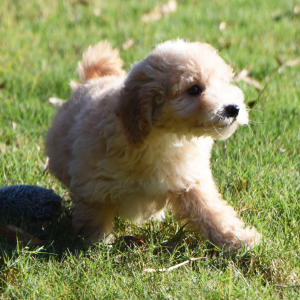 Goldendoodle Puppy Mia