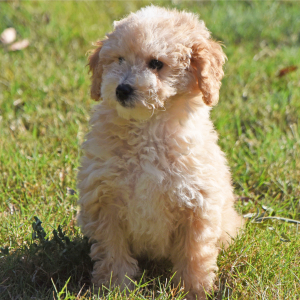 Goldendoodle Puppy Mia