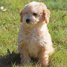 Goldendoodle Puppy Mia