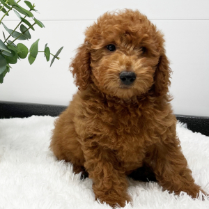 Goldendoodle Puppy Verena