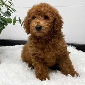 Goldendoodle Puppy Verena