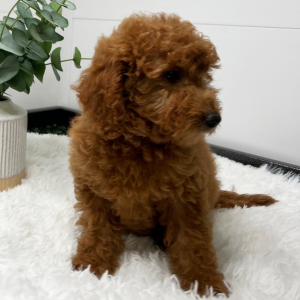 Goldendoodle Puppy Verena