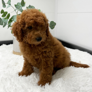 Goldendoodle Puppy Verena