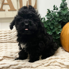 Goldendoodle Puppy Tammy