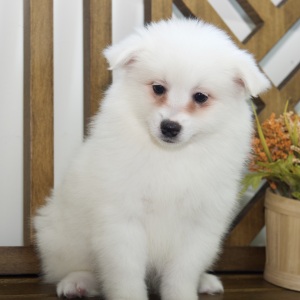 American Eskimo Dog Puppy Eva