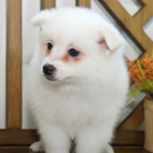 American Eskimo Dog Puppy Eva