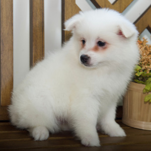 American Eskimo Dog Puppy Eva