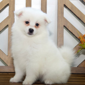 American Eskimo Dog Puppy Eva