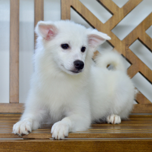 American Eskimo Dog Puppy Eva