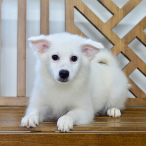 American Eskimo Dog Puppy Eva