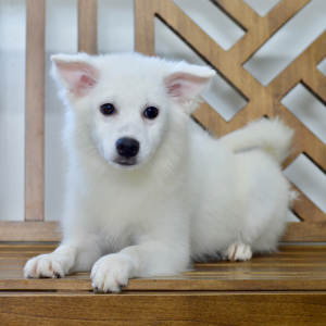 American Eskimo Dog Puppy Eva