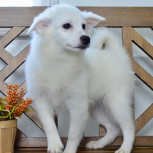 American Eskimo Dog Puppy Eva