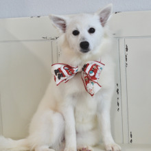 American Eskimo Dog Puppy Eva