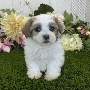 Havapoo Puppy Audrey