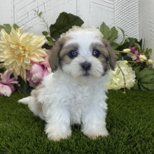 Havapoo Puppy Audrey