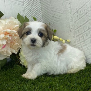 Havapoo Puppy Audrey