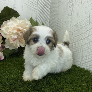 Havapoo Puppy Audrey