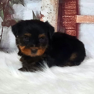Yorkshire Terrier Puppy Myles