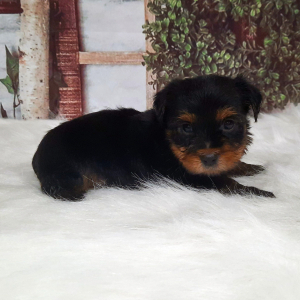 Yorkshire Terrier Puppy Myles