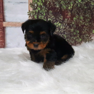 Yorkshire Terrier Puppy Myles