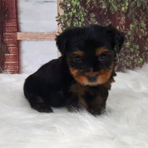 Yorkshire Terrier Puppy Myles