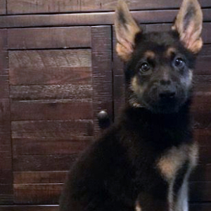 German Shepherd Dog Puppy Hagrid