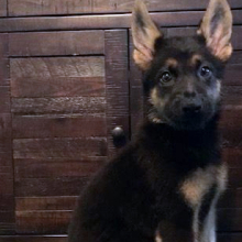 German Shepherd Dog Puppy Hagrid