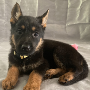 German Shepherd Dog Puppy Hagrid