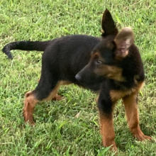 German Shepherd Dog Puppy Hagrid