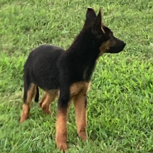 German Shepherd Dog Puppy Hagrid