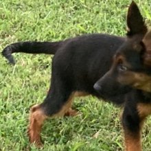 German Shepherd Dog Puppy Hagrid