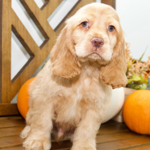 Cocker Spaniel Puppy Steven
