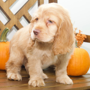 Cocker Spaniel Puppy Steven