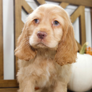 Cocker Spaniel Puppy Steven