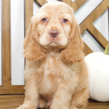 Cocker Spaniel Puppy Steven