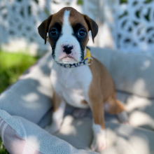 Boxer Puppy Ivanna