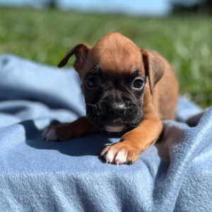 Boxer Puppy Nixion