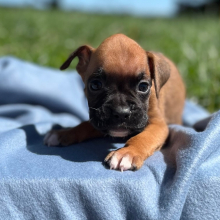 Boxer Puppy Nixion