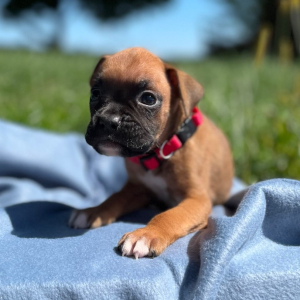 Boxer Puppy Nixion