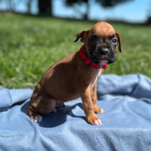 Boxer Puppy Nixion