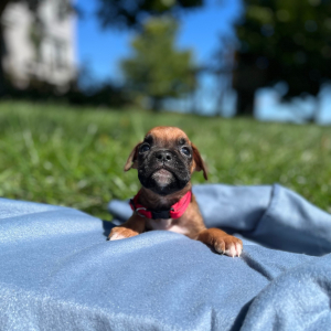 Boxer Puppy Nixion