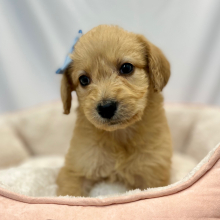 Labradoodle Puppy Estella