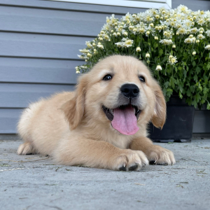 Golden Retriever Puppy Allen