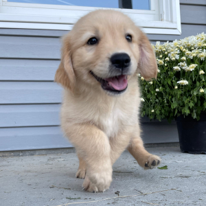 Golden Retriever Puppy Allen