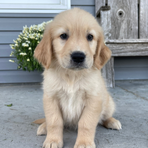 Golden Retriever Puppy Allen