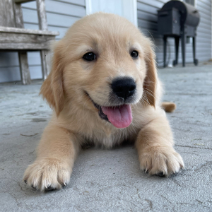 Golden Retriever Puppy Allen