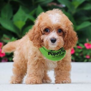 Cavapoo Puppy Holland